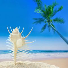 Sea Tree Sky Photography Scenery Backdrop Ocean Theme Banner BVU-327