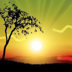 Sun Tree Photography Scenery Backdrop Nature Theme Banner BVU-509