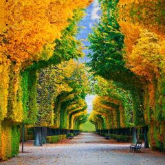 Tree Sky Photography Scenery Backdrop Nature Theme Banner BVU-580