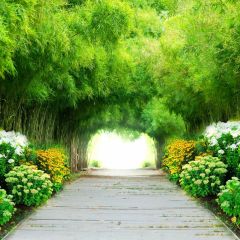 Tree Flower Photography Scenery Backdrop Nature Theme Banner BVU-713