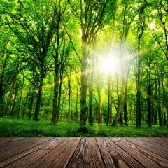 Tree Sun Light Photography Scenery Backdrop Nature Theme Banner BVU-715