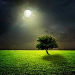 Light Tree Photography Scenery Backdrop Nature Theme Banner BVU-738