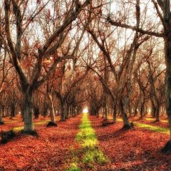 Tree Road Photography Scenery Backdrop Nature Theme Banner BVU-768