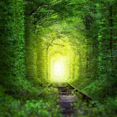 Trail Tree Photography Scenery Backdrop Nature Theme Banner BVU-778