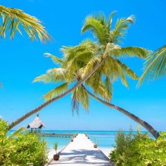 Tree Sea Photography Scenery Backdrop Ocean Theme Banner BVU-785