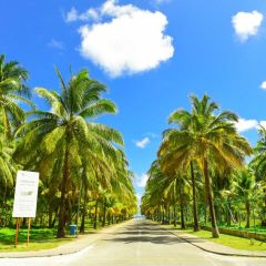 Tree Cloud Photography Scenery Backdrop Ocean Theme Banner BVU-790