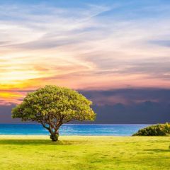 Tree Sea Photography Scenery Backdrop Nature Theme Banner BVU-791