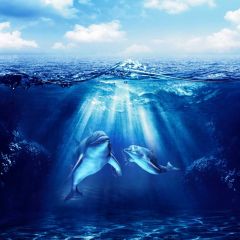 Sea Animal Sky Photography Scenery Backdrop Ocean Theme Banner BVU-821