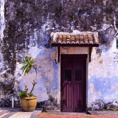 Door House Plant Photography Scenery Backdrop Door Theme Banner BVU-852