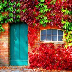Door Leaves Photography Scenery Backdrop Door Theme Banner BVU-853