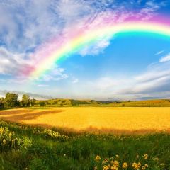 Rainbow Grass Photography Scenery Backdrop Nature Theme Banner BVU-995