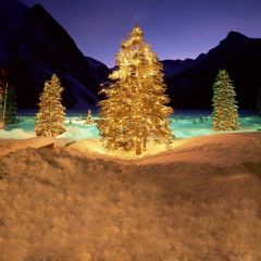 Beautiful XMAS Tree Photography Scenery Backdrop Christmas Theme Banner EHY-021