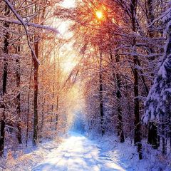 After Snowfall Woods Photography Scenery Backdrop Snow Theme Banner EHY-047