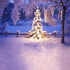 Outdoor XMAS Tree Photography Scenery Backdrop Christmas Theme Banner EHY-061