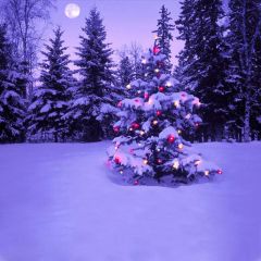 Outdoor XMAS Tree Photography Scenery Backdrop Christmas Theme Banner EHY-068