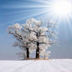 Covered With Snow Photography Scenery Backdrop Snow Theme Banner EHY-366