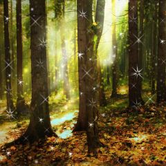 Forest Tree Sunshine Fallen Leaves Photography Scenery Backdrop Forest Theme Banner EUV-100