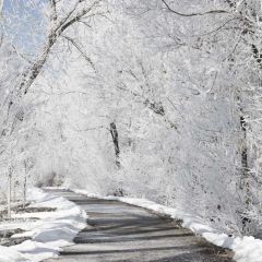 Road Tree Gray Snow Photography Scenery Backdrop Road Theme Banner EUV-112