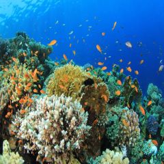 Underwater World Fish Shell Photography Scenery Backdrop Ocean Theme Banner EUV-152