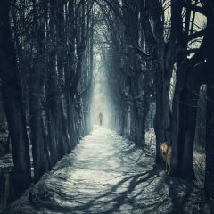 Road Tree Dark Photography Scenery Backdrop Road Theme Banner EUV-208