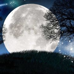 Dark Moon Tree Photography Scenery Backdrop Night Theme Banner EUV-366