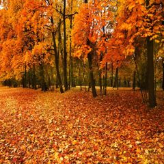 Tree Fallen Leaves Yellow Photography Scenery Backdrop Nature Theme Banner EUV-484