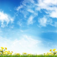 Sky Cloud Grass Flower Photography Scenery Backdrop Nature Theme Banner EUV-487