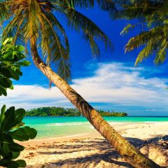 Sea Tree Sandbeach Cloud Photography Scenery Backdrop Ocean Theme Banner EUV-566