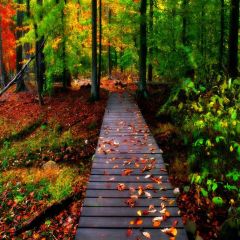 Road Forest Fallen Leaves Photography Scenery Backdrop Road Theme Banner EUV-660