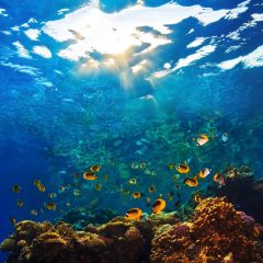 Underwater World Fish Shell Photography Scenery Backdrop Ocean Theme Banner EUV-724