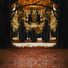 Tree Fallen Leaves Autumn Photography Scenery Backdrop Nature Theme Banner IYC-233