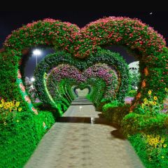 Heart Grass Flower Light Photography Scenery Backdrop Love Theme Banner IYC-281