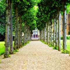 Road Tree Snd Grass Door Photography Scenery Backdrop Road Theme Banner IYC-283