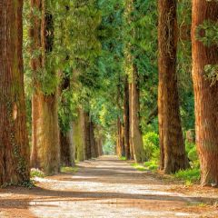 Forest Road Grass Sunshine Photography Scenery Backdrop Forest Theme Banner IYC-288