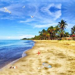 Sea Beach Tree Cloud Sky Star Photography Scenery Backdrop Ocean Theme Banner IYC-291