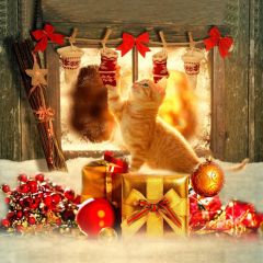 Present Flower Cat Sock Photography Scenery Backdrop Christmas Theme Banner IYC-577