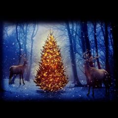 Tree Deer Moonlight Photography Scenery Backdrop Christmas Theme Banner IYC-581