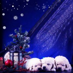 Dog Snowflake Plant Ball Photography Scenery Backdrop Christmas Theme Banner IYC-637