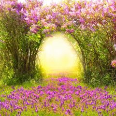 Flower Tree Sunshine Photography Scenery Backdrop Love Theme Banner IYC-717