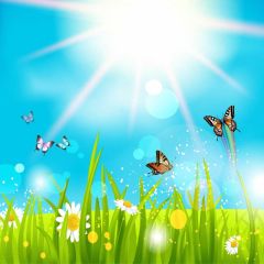 Grass Flower Sun Butterfly Photography Scenery Backdrop Nature Theme Banner IYC-908