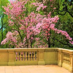 Flower Tree Balcony Photography Scenery Backdrop Flowers Theme Banner IYC-926