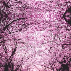 Flower Photography Scenery Backdrop Flowers Theme Banner IYC-931