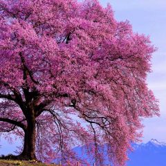 Flower Cloud Photography Scenery Backdrop Flowers Theme Banner IYC-932