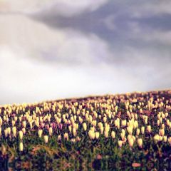 Flower Cloud Photography Scenery Backdrop Flowers Theme Banner IYC-933