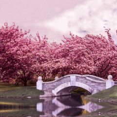 Flower Arch Bridge River Photography Scenery Backdrop Flowers Theme Banner IYC-934