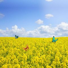 Flower Butterfly Cloud Photography Scenery Backdrop Nature Theme Banner IYC-937