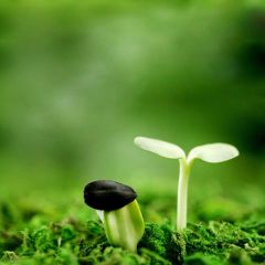 Green Sprout Photography Scenery Backdrop Nature Theme Banner IYC-938