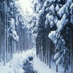 Snowy Forest Photography Scenery Backdrop Snow Theme Banner MNH-001