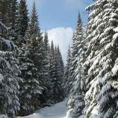 Snowy Pine Photography Scenery Backdrop Snow Theme Banner MNH-006