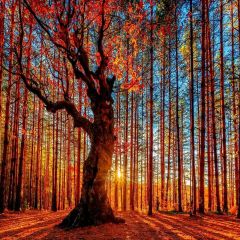 Autumn Forest Photography Scenery Backdrop Forest Theme Banner MNH-022